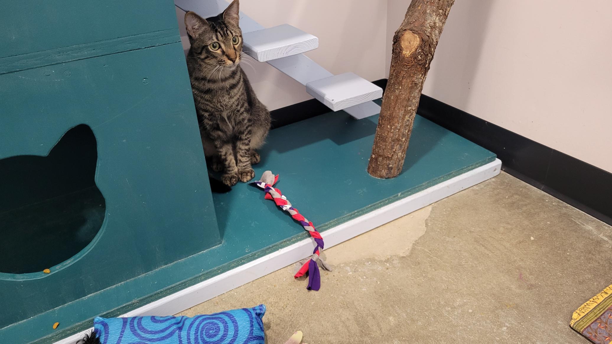 Shelter cat playing with FRC homemade toy